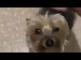 Perrito llega en el momento menos indicado al baño | Qué Importa