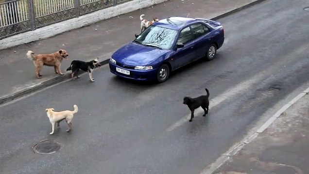 Des chiens errants s'en prennent à une voiture en pleine route