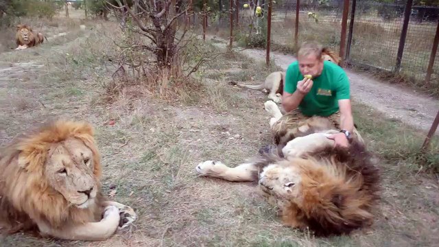 Ce dresseur russe est très à l'aise avec ses énormes lions...