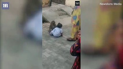 Un singe kidnappe un bébé pour jouer avec lui et refuse de le rendre