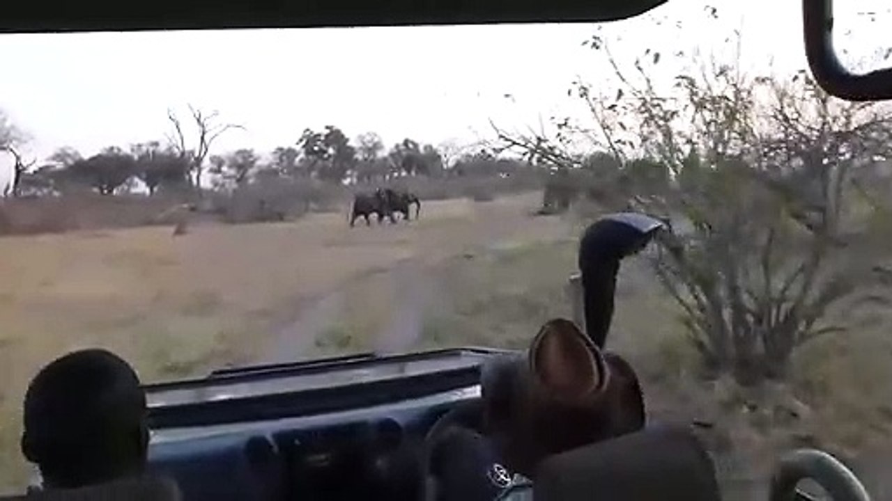 Un éléphant charge un groupe de touristes et blesse une personne !