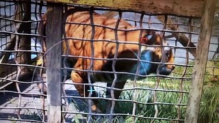 Royal Bengal Tiger caught in a steel cage trap !