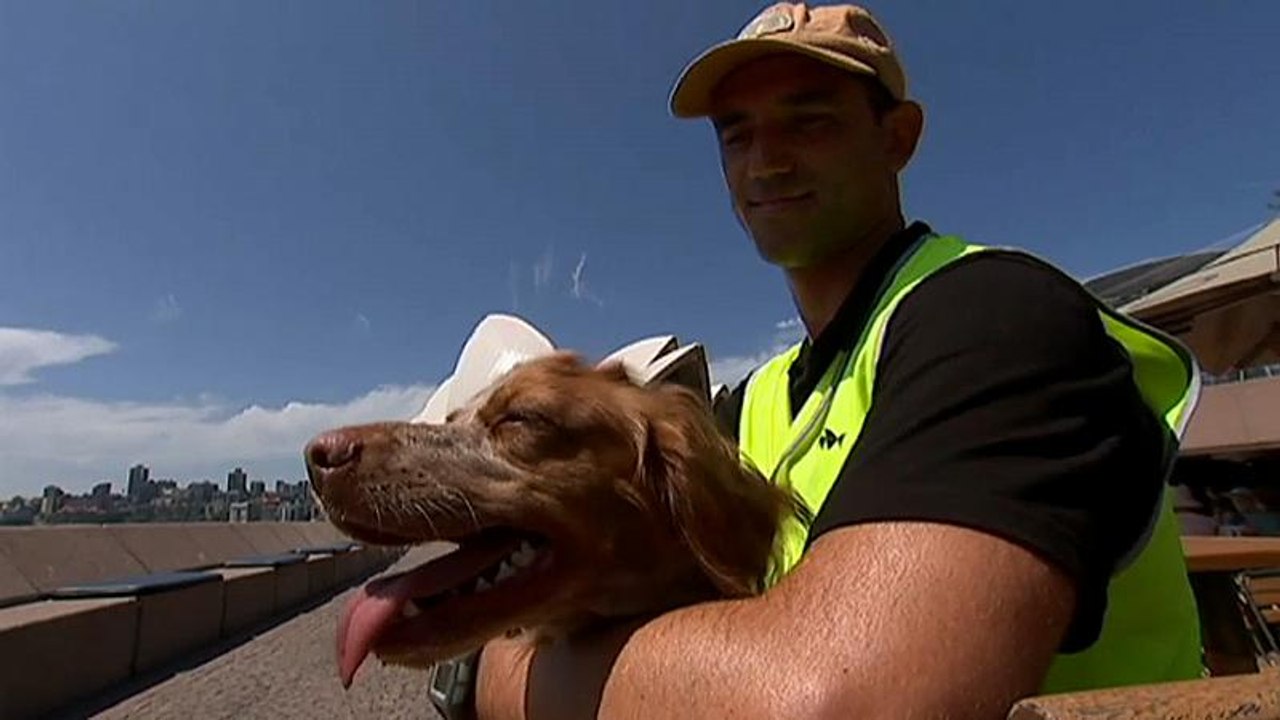 Hündin Roxy patrouilliert und vertreibt Möwen