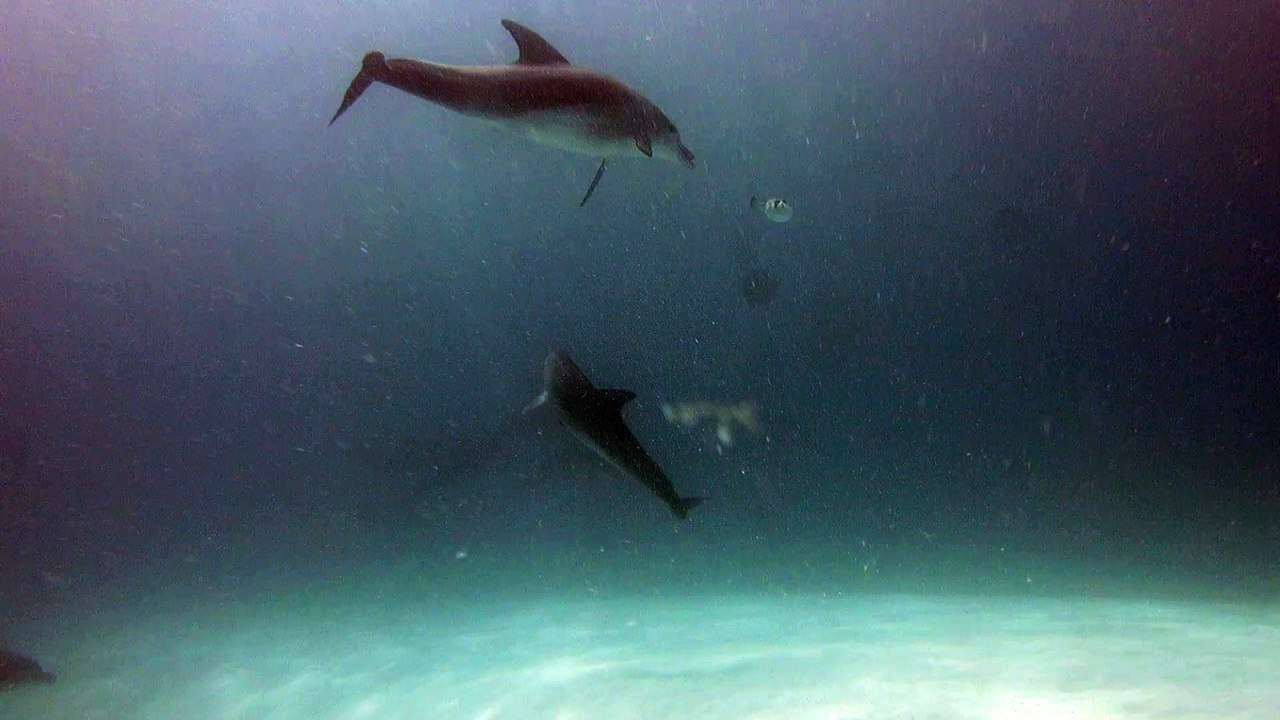 Dolphins Play with Puffer Fish