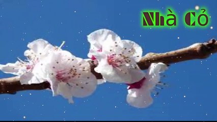 Audio đam mỹ [ Chương 13-16] Nhiếp Chính Vương.