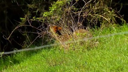 Isla Paraiso Capitulo 92 Completo HD - Capitulo 92  Isla Paraiso  Completo HD