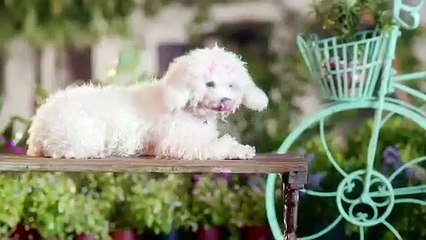 Dogs in Love – Reliance General Insurance