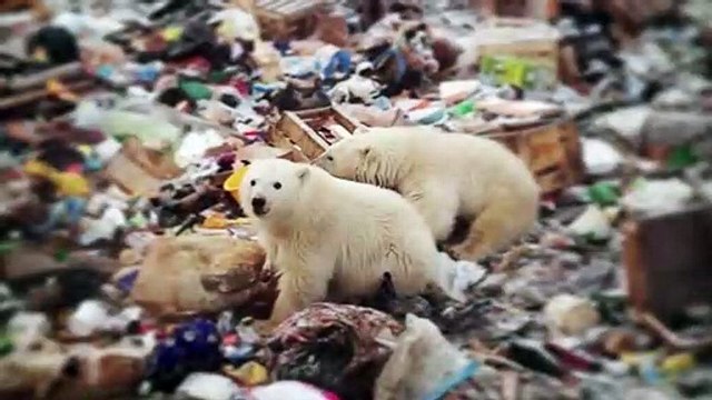 Invasion d’ours polaires en Russie : Une ingérence humaine dans un territoire qui devrait être dédié aux ours , selon un chercheur