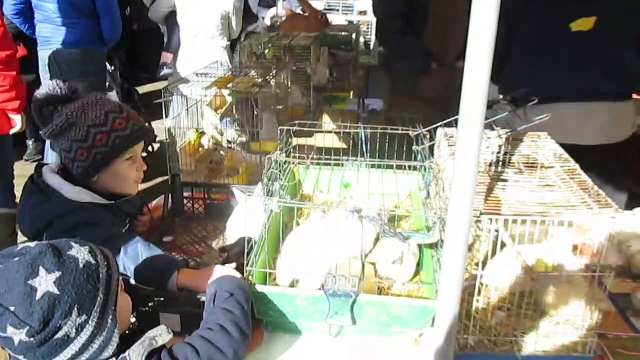 Sortie au Marché - Chatillon sur Chalaronne