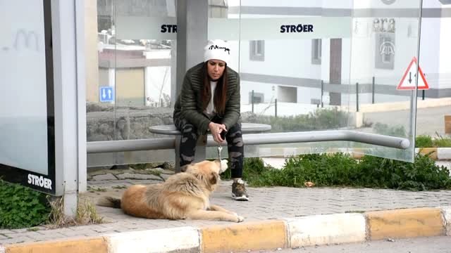 Sahibinin Terk Ettiği Köpek Dolmuş Durağından Ayrılmıyor