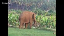 Wild and captive elephants baffle forest officials with their unlikely friendship