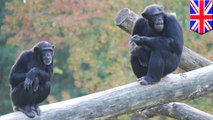 Simpanse kabur dari kebun binatang dengan tangga batang pohon - TomoNews