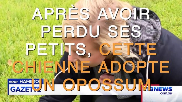 Cette chienne avait le cœur brisé jusqu’à ce qu’elle prenne un bébé opossum sous son aile !