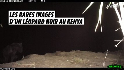 De rares images d'un léopard noir prises au Kenya