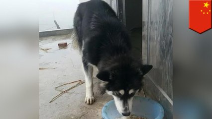 Dog jumps from 2nd floor to greet owner, breaks his neck