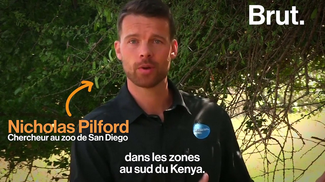 Une panthère noire photographiée au Kenya, un évènement rare