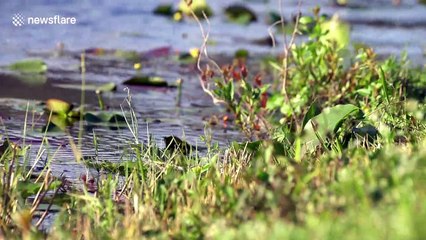 A scene from Jurassic Park! Alligator strolls past tourists in Florida