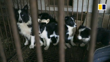 Rescuers save 200 dogs from slaughter