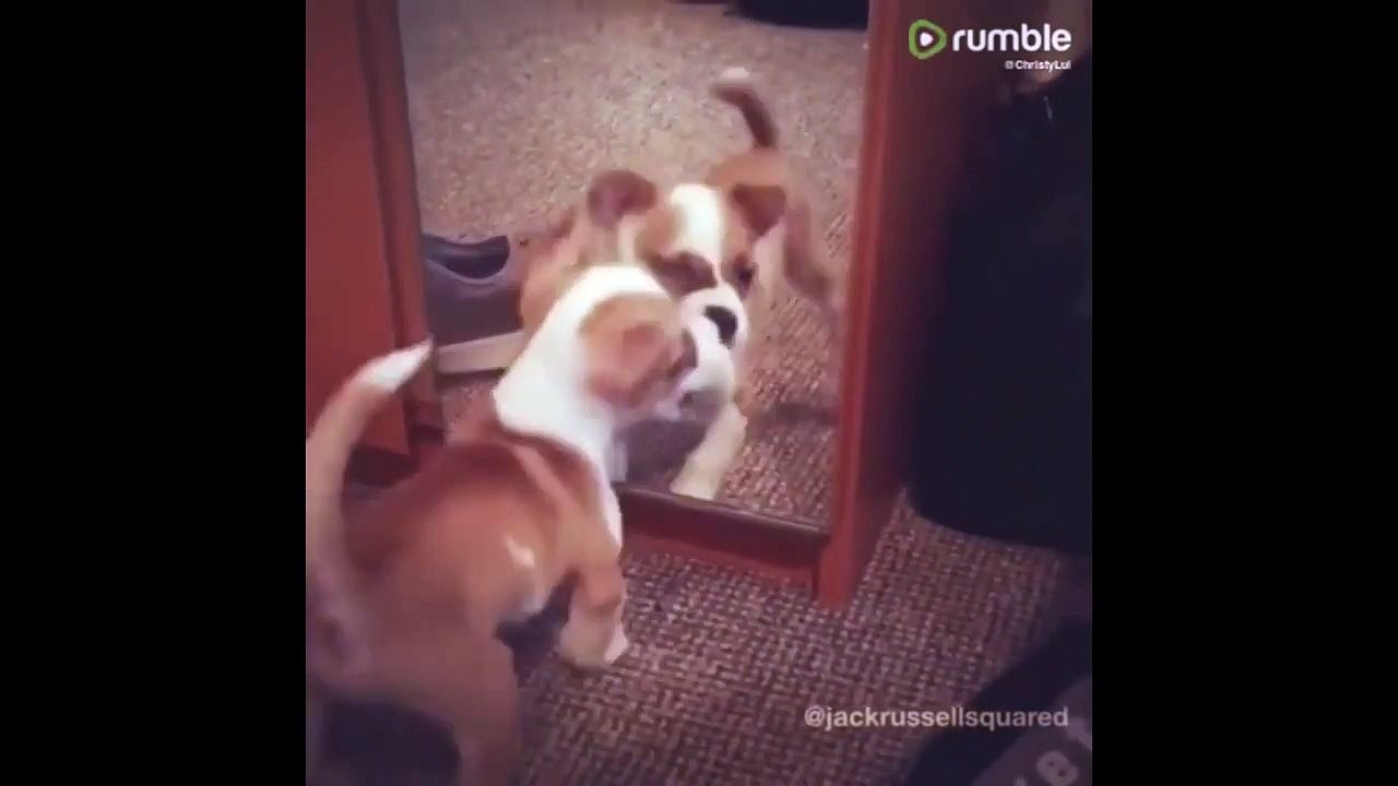 Un chiot joue avec son reflet