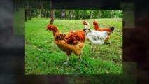 Pastured Chicken Newtonville Ontario | threestrandsfarm.ca | Call US 905-407-7231