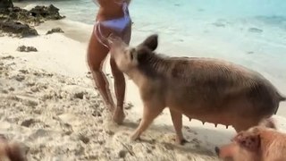 Elle se fait morde les fesses par un cochon