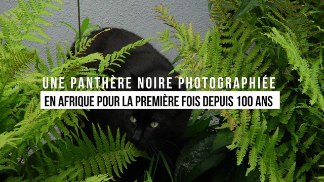 Une panthère noire photographiée en Afrique pour la première fois depuis 100 ans