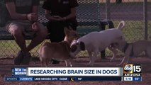Are bigger dogs smarter than smaller dogs?