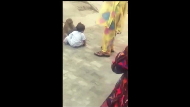 فيديو: قرد مشاغب يخطف رضيع للعب معه ويرفض إعادته إلى أمه