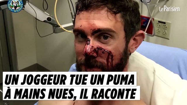 Un joggeur tue un puma à mains nues, il raconte