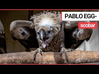 Download Video: Bird centre hatches £100K rare eggs smuggled by jailed 'Pablo Escobar of the egg trade'. | SWNS TV