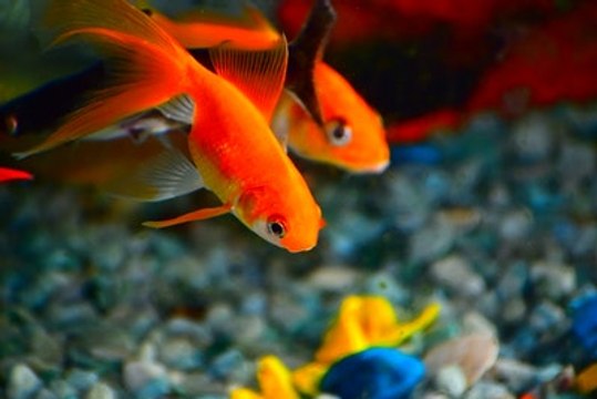 Les espèces de poissons les plus faciles à maîtriser pour débuter