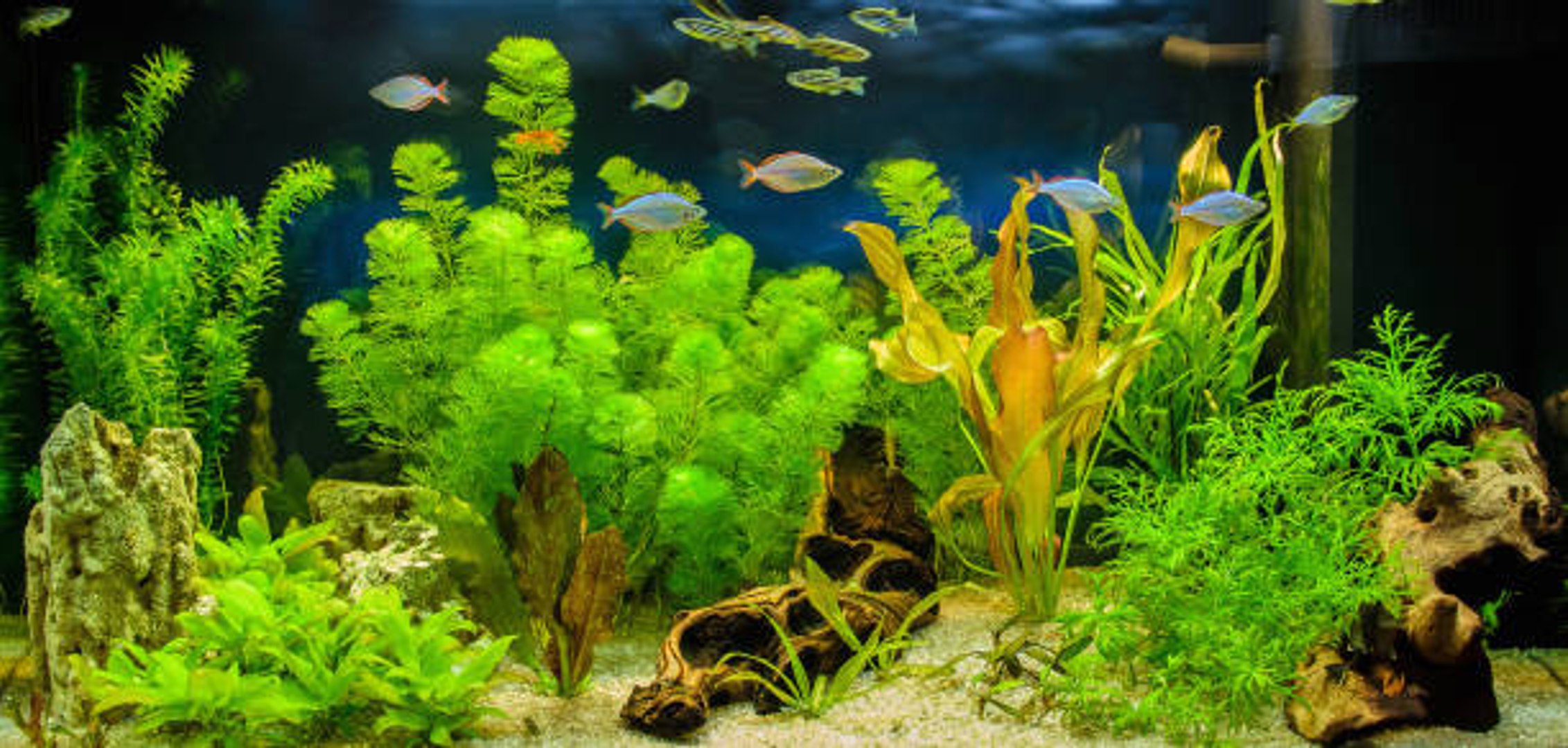 Les plantes aux bienfaits sur votre aquarium - Planktovie