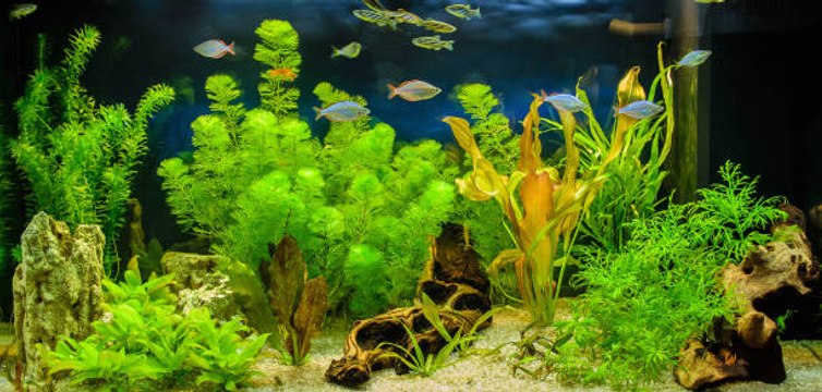 Les meilleures plantes d'aquarium