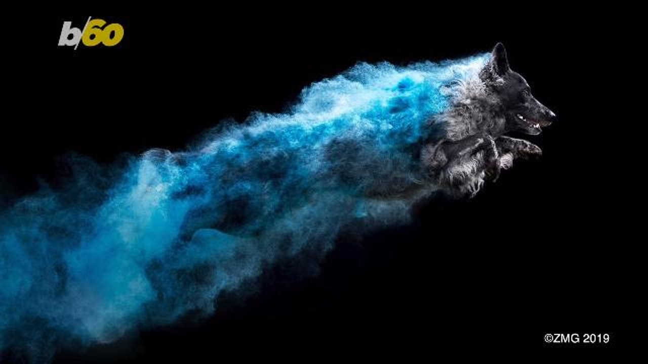 Incredible Dogs Jump Through Clouds of Colorful Paint in These Photos You Have to See to Believe