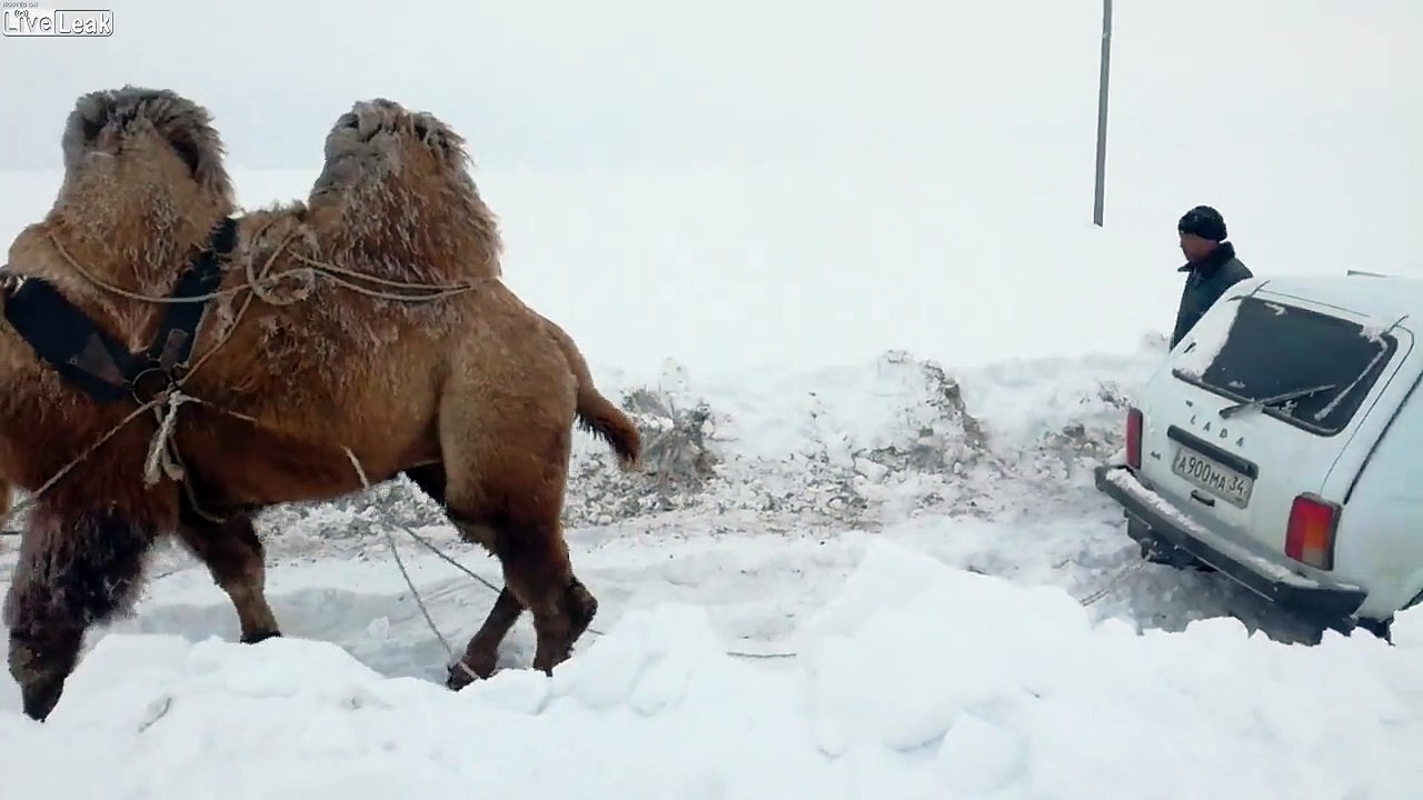 Dégager une voiture de la neige.. avec un chameau !