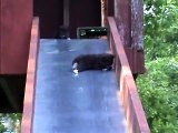 Bébés chatons sur un toboggan ? Vidéo la plus mignonne du jour...