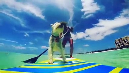 Chute d'un chien du paddle pendant la promenade !