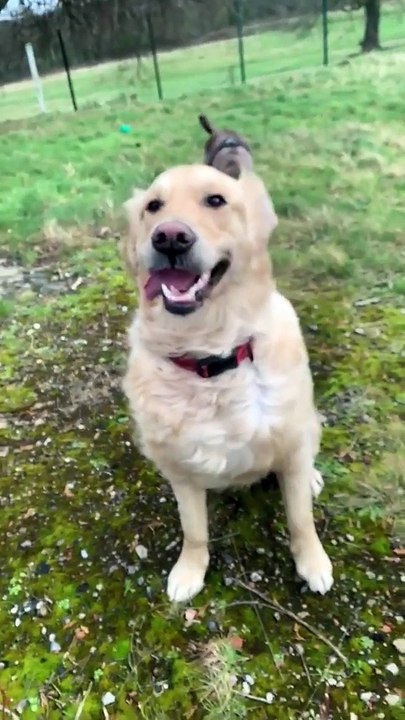 la tête de ce chien qui se prend une rafale de vent dans la bouche !
