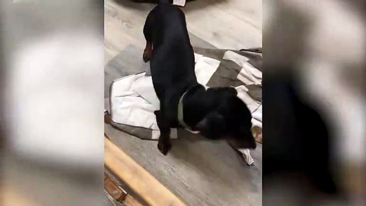 Rescued Dog Recovering At Animal Hospital