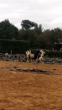 Excited ostrich performs wild, balletic spinning moves