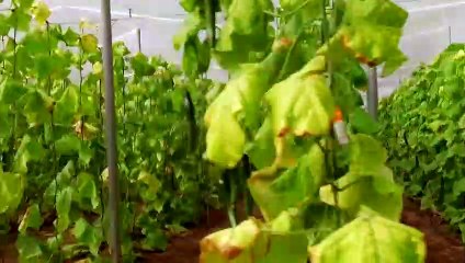 Produits bio de supermarché : peut-on leur faire confiance ? - Capital sur M6