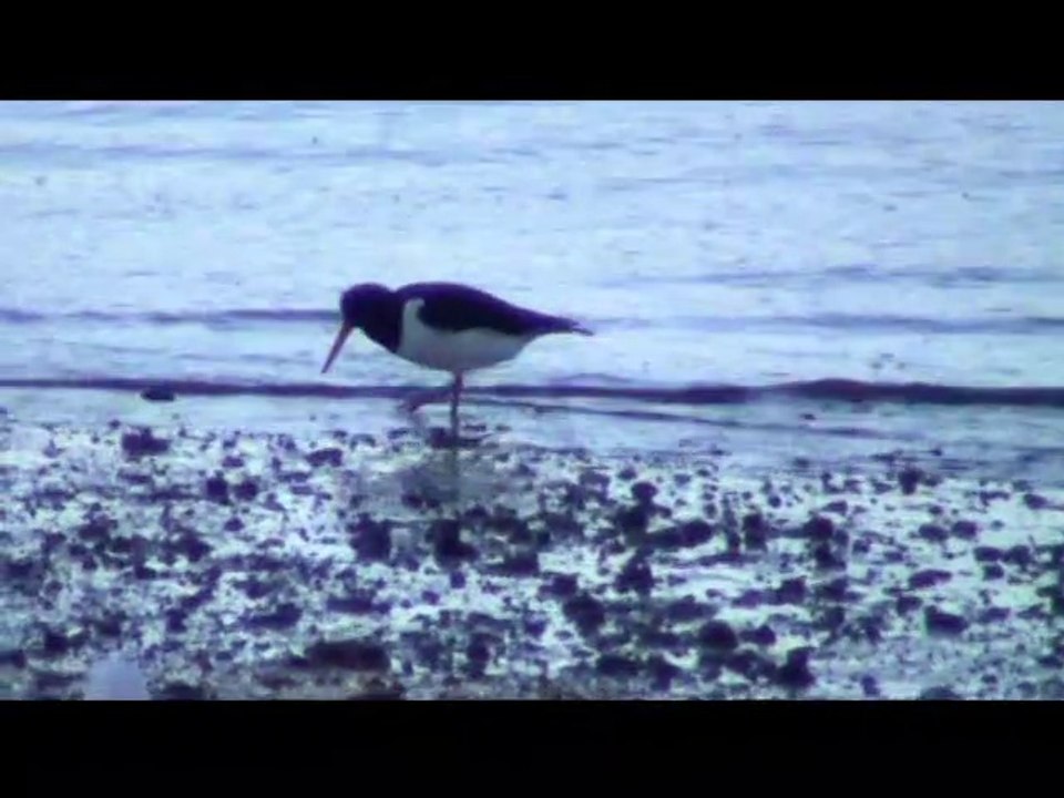 Huîtrier pie (Haematopus ostralegus) en Bretagne région Brest