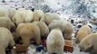 Russie : l'état d'urgence après une invasion d'ours polaires