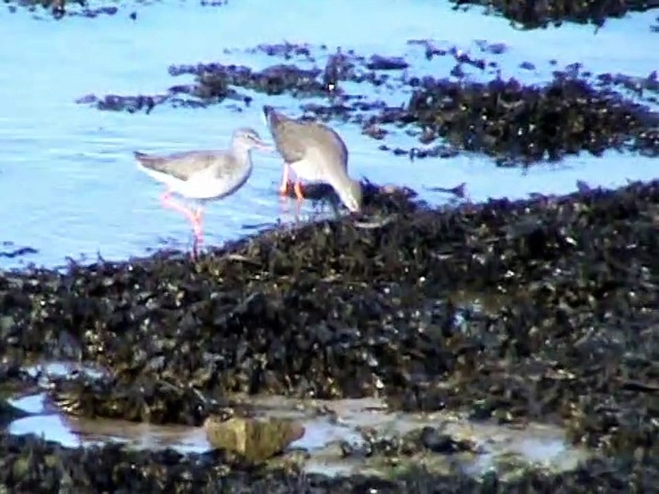 Chevalier gambette (Tringa totanus) en Bretagne sur le sable en bord de mer région Brest