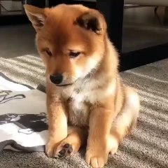 Salutation très émouvante de ce mignon chiot !!