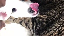 Véritable amitié entre ce chiot et ce chat... On les aime tous !!