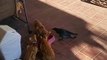 Un corbeau vient manger avec des chats dans leur gamelle