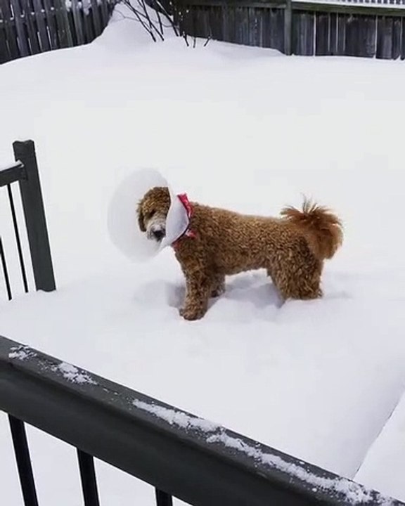 Ce chien galère dans la neige avec sa collerette... adorable