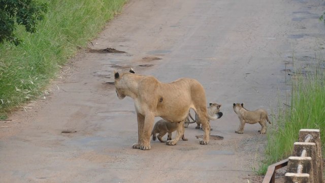Quand une lionne et ses 4 lionceaux se retrouvent sur une route du Pilanesberg National Park - Afrique du Sud