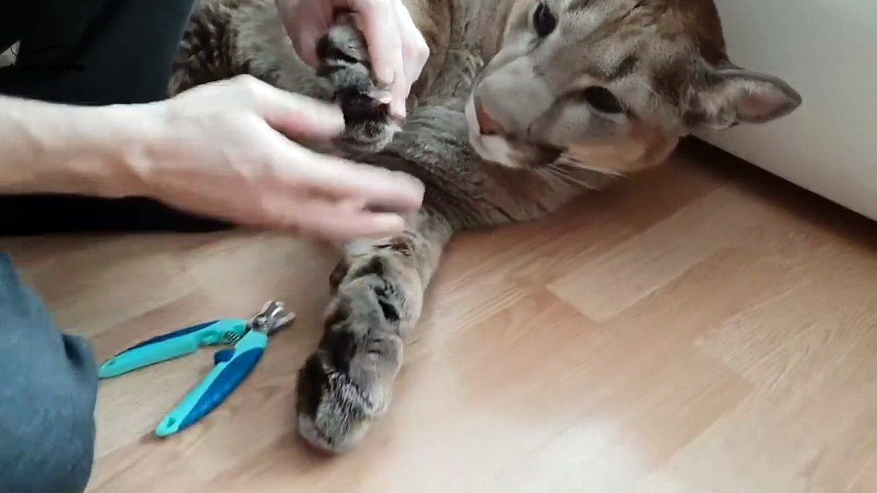 Il coupe les griffes de son très gros "chat"...